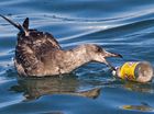 vogel in water 