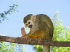 dieren