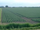 schoentjes 
