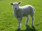 Schaap
