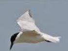vogels 