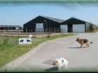 Stop dierenleed