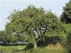 Appels 