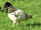 Baby en ei