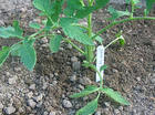 DE PLANT