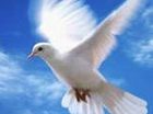 witte duif