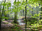 Bosvervuiling
