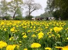 Bloemenwei