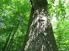 Relaxte bomen