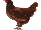 kipje