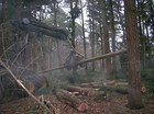 bomen