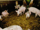 Hou de dieren