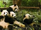 panda zeg stop