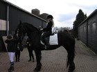 m,a paarden