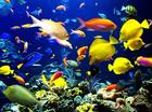 dieren